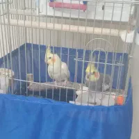 عروس هلندی جفت|پرنده|تاکستان, |دیوار