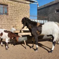 بز وبزغاله|حیوانات مزرعه|عطاملک, |دیوار