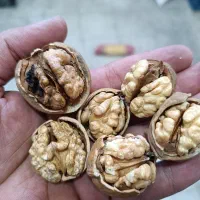 گردو درجه ۱ تا درجه ۳