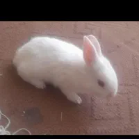 خرگوش های گوگولی