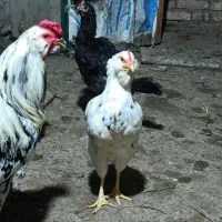مرغ گلین