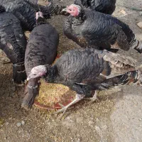 بوقلمون شب یلدا