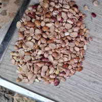 لوبیا چیتی کیلویی ۱۱۰