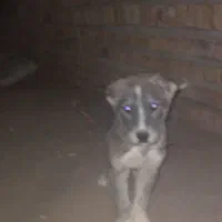 واگذاری توله نر