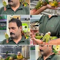 جوجه گرینچیک دستی سخنگو سرلاکی همه رنگ تعدادوتک