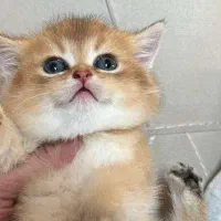 بریتیش معاوضعه با پرنده