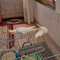 پرنده عروس هلندی
