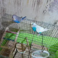 مرغ عشق مادر و جوجه دستی دو تا