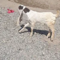 کهره گلابی نر اصیل....