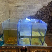آکواریوم|ماهی|کرمان, |دیوار