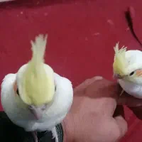 جوجه هروس هلندی|پرنده|سوسنگرد, |دیوار