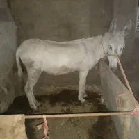 خرگوسفندی درشت باضمانت