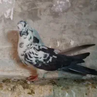 کفتر سوسکی|پرنده|اصفهان, منتظرالمهدی|دیوار