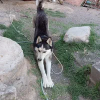 هاسگی نر و باهوش معاوضه|سگ|تربت جام, شهید غلام زاده|دیوار