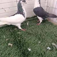 کبوتر رنگی نقش کبوتر کشتنی کبوتر پلاکی زاجر|پرنده|یزد, |دیوار