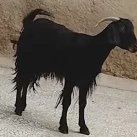 گوسفند چاق