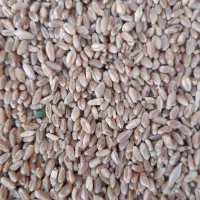 گندم پیشگام درجه یک