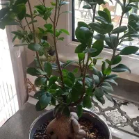 فروش بنسای زیر قیمت به دلیل جابجایی|گل و گیاه طبیعی|تهران, گلستان (شهرک راه آهن)|دیوار