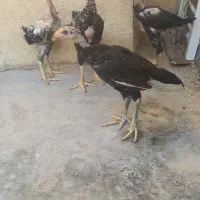 لاری