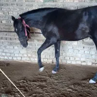 فروش اسب نریان