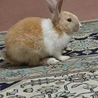خرگوش نر بشدت شیطون