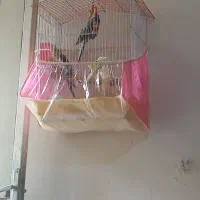 عروس هلندی