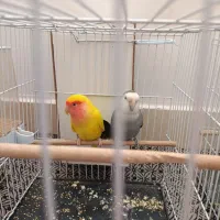 کوتوله برزیلی صورت هلویی|پرنده|تربتحیدریه, شهرک ولیعصر|دیوار