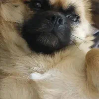 سگ خودمونه گمشده
