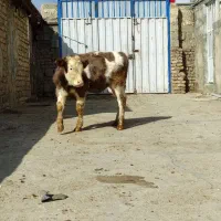 سیمینتال شیرمس نابینا