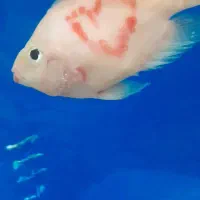 سلام مای پرت سالم