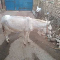 ماده خرجوان|حیوانات مزرعه|قیدار, |دیوار