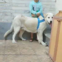 گمشده....گمشده مژدگانی|حیوانات|مرند, |دیوار