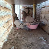 کبوترجفتی پرشی|پرنده|اقبالیه, |دیوار