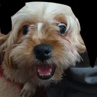 شیتزو پودل ۷ماهه نر