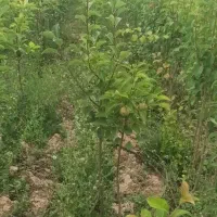 نهالستان|خدمات باغبانی و درختکاری|مشهد, توس فردوسی|دیوار