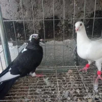دوتا جوجه کفتر  نر هنوز پر ننداختن