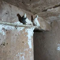 طوقی|پرنده|مسجد سلیمان, |دیوار