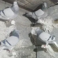 دمسفید کفتر