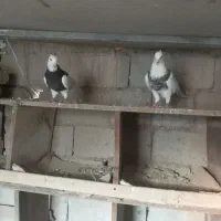 کبوتر