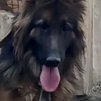 سگ ژرمن بلک فیس ماده