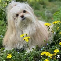سگ پاکوتاه پیدا شده