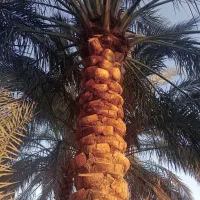 هرس انواع نخل خرما|خدمات باغبانی و درختکاری|اردکان, |دیوار