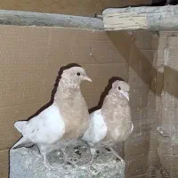 جوجه کله زرد