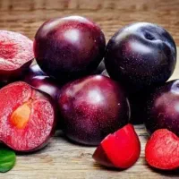 نهال آلو اختری با کیفیت تضمین شده|خدمات باغبانی و درختکاری|سلماس, |دیوار