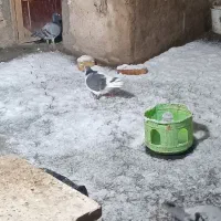 کفتر یا کبوتر چهارتا طوقی یک راست