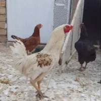 خوروس