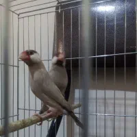 جفت نرگسی شکلاتی|پرنده|تهران, شیخ هادی|دیوار