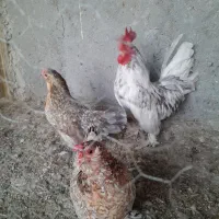 مرغ و خروس یوسل جوجه گلین