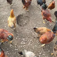 فروش مرغ و خروس درشت سالم و ارگانیک|حیوانات مزرعه|لنگرود, |دیوار