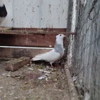 طوقی آبی . ماده|پرنده|خرم‌آباد (تنکابن), |دیوار